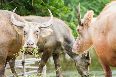 buffalo-eating-grass