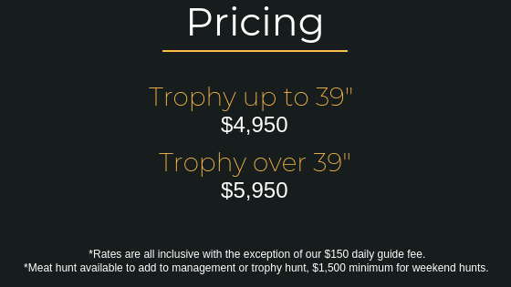 Pricing Pricing